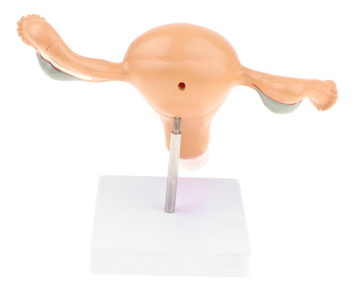 Modelo Anatômico Do Órgão Reprodutor Feminino, Útero, Vagina