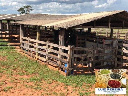 Imagem 7 de 14 de Fazenda À Venda Em Santa Rita Do Pardo - Ms - 650 Hectares (pecuária) - 1657