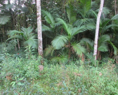 Imagem 11 de 21 de Terreno - 04611 - 33229241