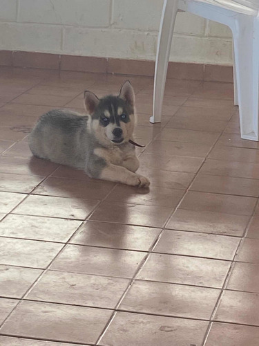 Imagem 3 de 3 de Husky Siberiano