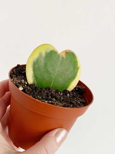 Imagen 3 de 6 de Hoya Kerri Variegada - Planta Suculenta Corazón Exótica