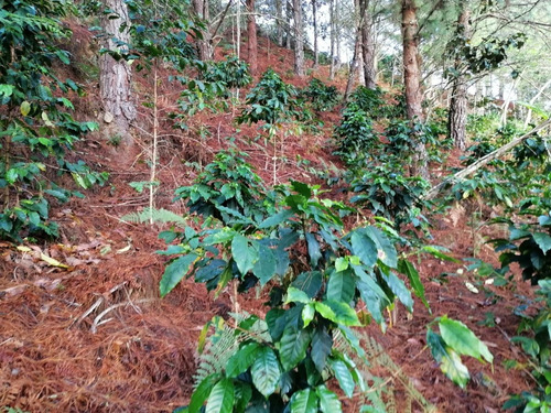 Imagen 2 de 8 de Finca De 7,6 Ha- $50000 - 4500 Plantas De Cafe Joven- Bosquez- Quebrada-zona Cafetalera En San Antonio De Las Aradas Mejor Cafe De Ecuador.
