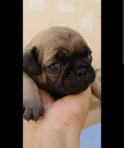 Comprar Perros Pug