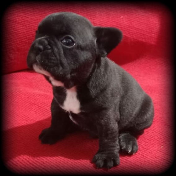 Bulldog Ingles Bulldog Bebe Mercadolibre Com Ar Bulldog Ingles Bulldog Bebe Mercadolibre Com Ar