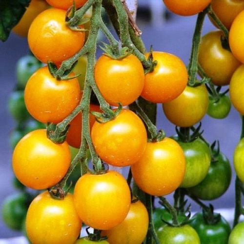 20 Semillas De Tomate Cherry Goldkrone - Amarillo Exótico!