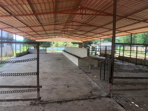 Imagen 16 de 19 de Vendo Granja Avícola Bejuma Dt