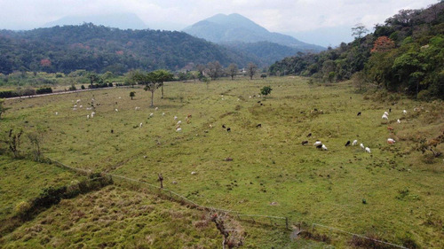 Imagen 29 de 30 de Finca Ganadera En Venta Táchira
