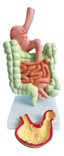 Modelo Do Sistema Digestivo Humano Anatomia Do Estômago Inte
