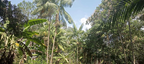 Imagem 14 de 14 de Vende-se Fazenda De 51 Alqueires Titulada
