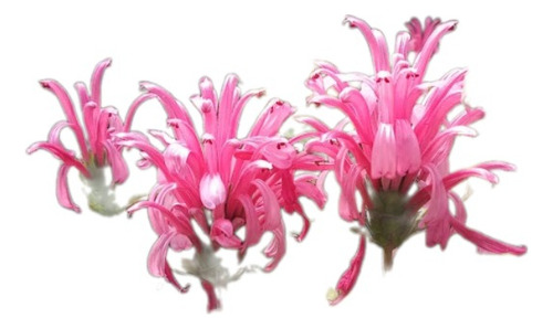 Jacobina, Justicia Carnea E03