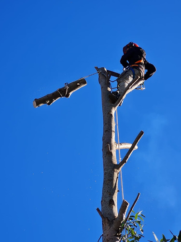 Imagen 3 de 10 de Poda Y Tala De Árboles Canelones, Parque Del Plata