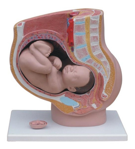 Modelo Pelvis Femenina De 4 Partes (con Bebe/embarazo)