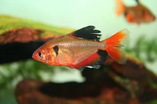 Tetra Serpae (2 Unidades)