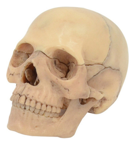Modelo Anatómico De Cráneo Desmontado 4d Desmontable Teachin