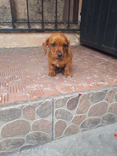 Cachorros Salchichas Hembra
