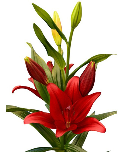 Bulbos De Flores Lilis (lilium) Asiáticas - 30 Bulbos