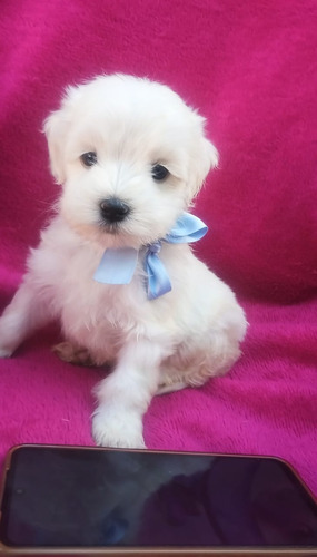Cachorros Bichon Maltes, Bichon Habanero Hembra Ef420mil Largo
