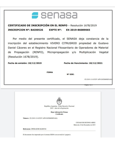 Imagen 6 de 10 de Acer Saccharum - Grande - Hermoso - E/caba Y Gba