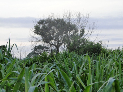 Fazenda Com 21.000 Hectares Em Corumbá - Ms