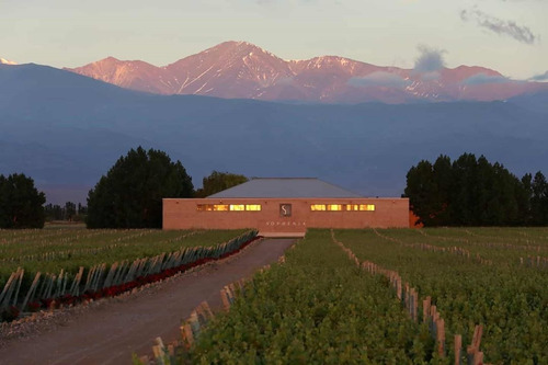 Imagen 3 de 10 de Vino Sophenia Estate Malbec 750ml. - Envíos