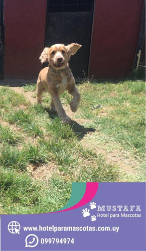 Guardería Para Mascotas - Pensionado Canino. Mustafa.