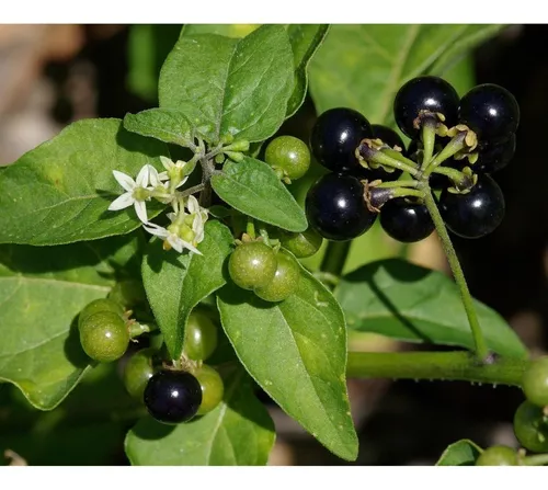 Maria-pretinha  Solanum americanum – Entre Plantas