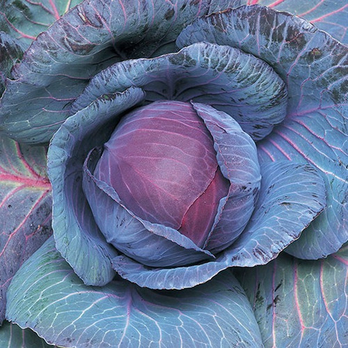 Imagen 2 de 4 de Semillas Repollo Morado X Sobre A Toda Huerta