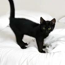 Comprar Gata Negra En Adopcion Responsable Negro
