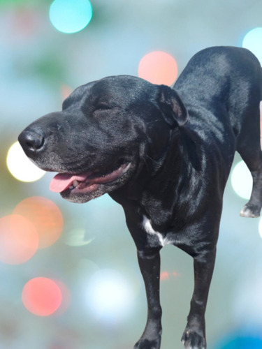 Rocco, Bellísimo, Cruza De Sharpei , 2añitos Y Medio, Adopci