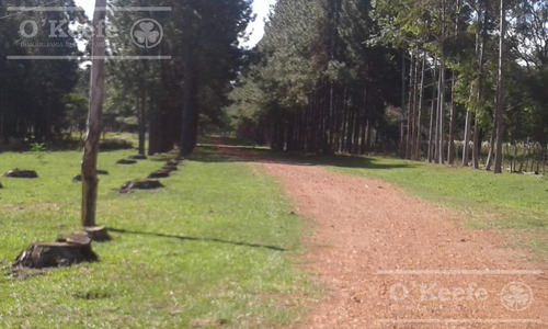 Imagen 4 de 17 de Campo - General Alvear