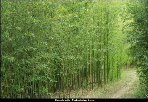 300 Sementes Bambu Cana-da-índia (phyllostachys Aurea)
