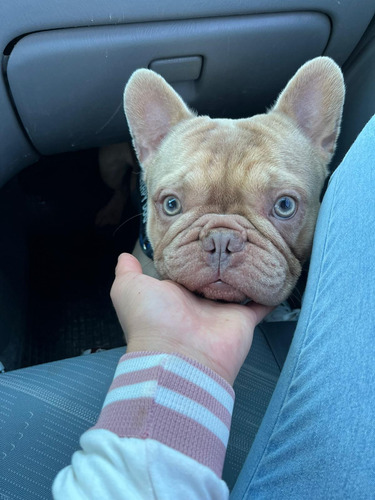 Bulldog Frances Isabella Servicio De Monta