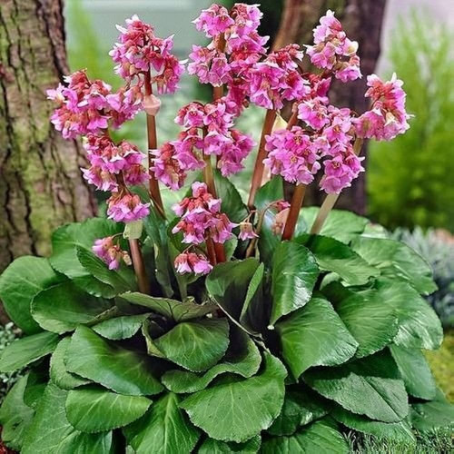 Hortensia De Invierno ( Bergenia Ligulata )