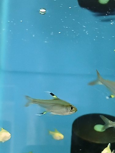 Tetra Pristella (pristella Maxillaris) Pact C/ 10 Preto E Prata