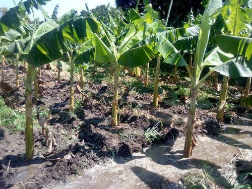 Imagen 15 de 21 de Se Vende Finca Con Casa En Tronconero Yagua Guacara