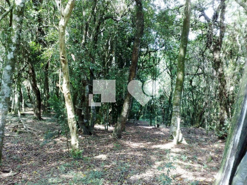 Imagem 12 de 15 de Area - Lomba Do Pinheiro - Ref: 32193 - V-53780541