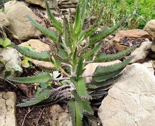 100 Hojas De Aranto Prodigioso Kalanchoe Daigremontiana