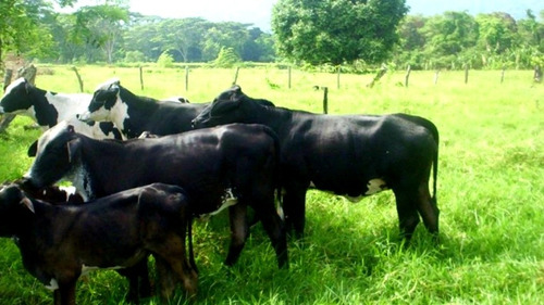 Imagen 8 de 10 de 550 Mzs Jinotega