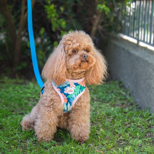 Arnés Pretal Perro Talle M Acolchado Con Correa Lola Pets