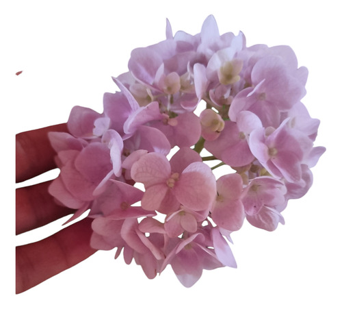 Hortensia Rosado