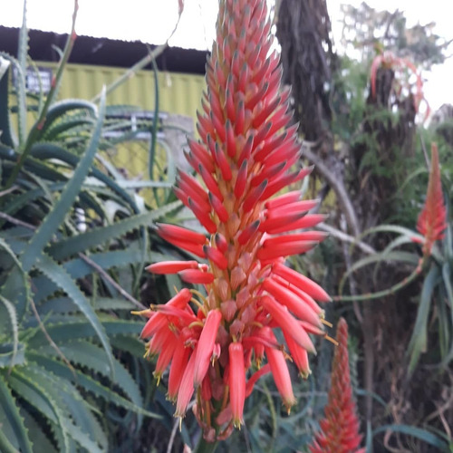 Imagen 1 de 6 de Plantas De Aloe Arborescens Miller De Flor Roja