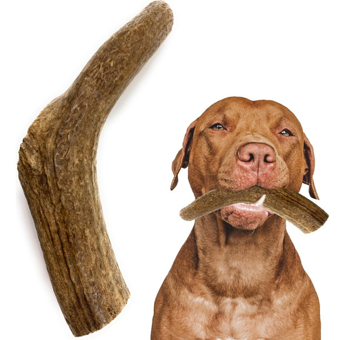Heartland Elk Antlers For Dogs - Grade A, Naturally Shed Ant