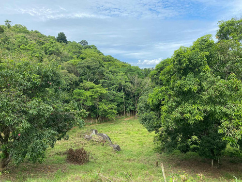 Terreno Com Pomar E Nascente