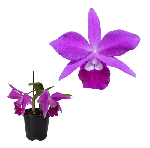 Mini Cattleya Roxa Pumila Orquidea Planta Natural Adulta