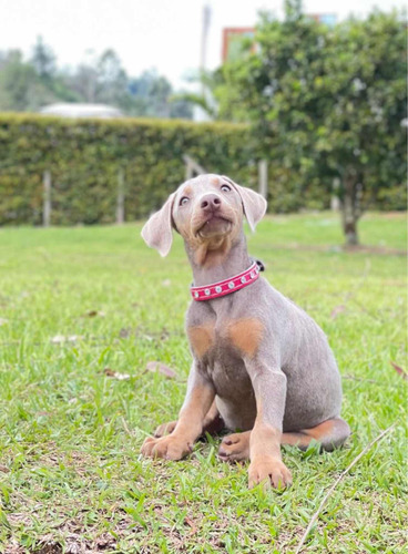 Doberman Blue (perros De Raza)