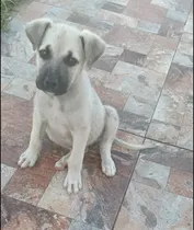 Comprar Cimarrón Bayo Cruza