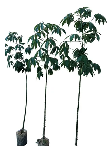 Árboles Palo Borracho, Ceiba Speciosa Grandes