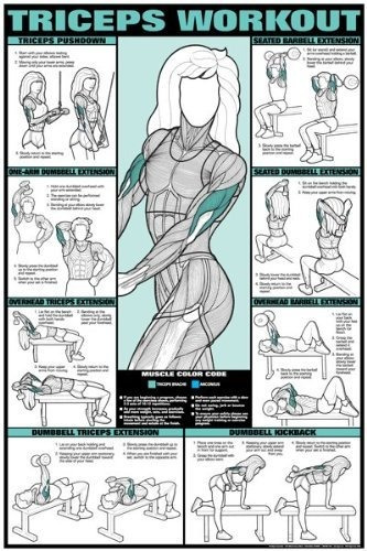 Póster Entrenamiento Tríceps Unisex 24x36 Laminado.