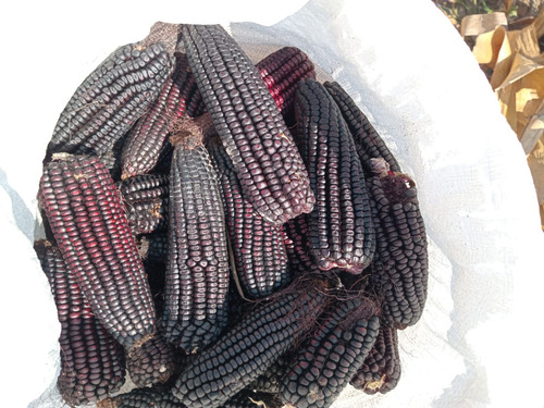 5kg Semilla De Maíz Hibrido Morado Cuatero A Granel