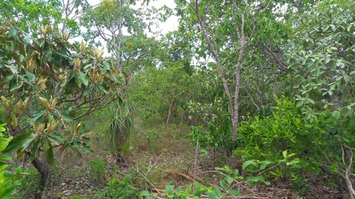 Área Chácara Cavalcante-go 1 Hectares
